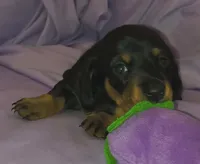 Coco's AKC girl, a female Miniature Dachshund for sale in Ashland, MO – Photo 2 of 3