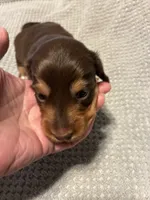AKC Butterball, a male Miniature Dachshund for sale in Ashland, MO – 1 of 4