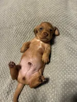 AKC Turkey, a male Miniature Dachshund for sale in Ashland, MO – 2 of 3