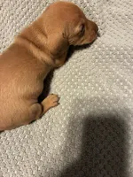AKC Turkey, a male Miniature Dachshund for sale in Ashland, MO – 3 of 3