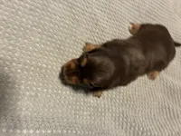 AKC Butterball, a male Miniature Dachshund for sale in Ashland, MO – 3 of 4