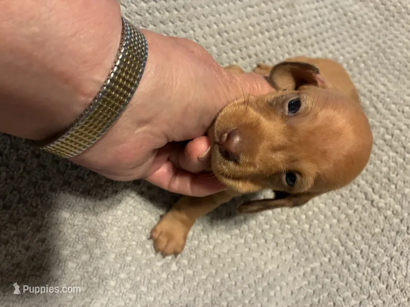AKC Turkey – Miniature Dachshund puppy for sale in Ashland, MO