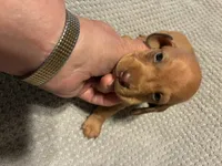 AKC Turkey, a male Miniature Dachshund for sale in Ashland, MO – 1 of 3