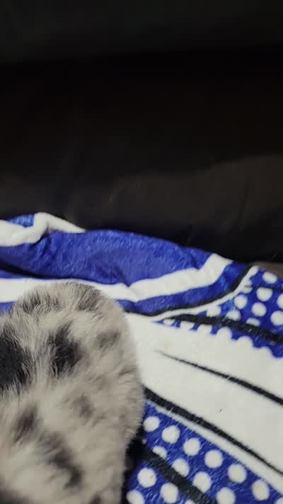  AKC Blue Merle Male Blue Eyes -Possum, a male Australian Shepherd for sale in Gainesboro, TN – 2 of 2
