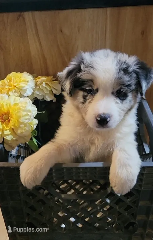 AKC Australian Shepherd Penny – Australian Shepherd puppy for sale in Gainesboro, TN