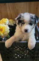 AKC Australian Shepherd Penny, a female Australian Shepherd for sale in Gainesboro, TN – 1 of 2