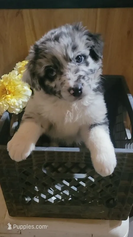  AKC Blue Merle Male Blue Eyes -Possum – Australian Shepherd puppy for sale in Gainesboro, TN