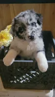  AKC Blue Merle Male Blue Eyes -Possum, a male Australian Shepherd for sale in Gainesboro, TN – 1 of 2