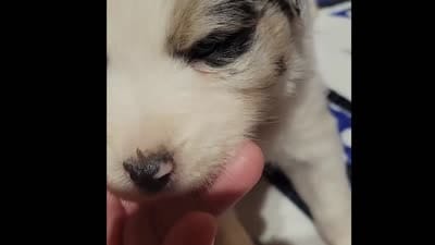 AKC Australian Shepherd Penny, a female Australian Shepherd for sale in Gainesboro, TN – 2 of 2