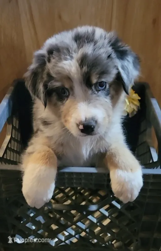 AKC Blue Merle Male -Peanut – Australian Shepherd puppy for sale in Gainesboro, TN