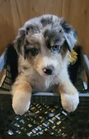 AKC Blue Merle Male -Peanut, a male Australian Shepherd for sale in Gainesboro, TN – 1 of 2