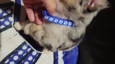 AKC Blue Merle Male -Peanut, a male Australian Shepherd for sale in Gainesboro, TN – 2 of 2