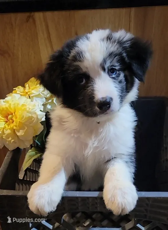 AKC Blue Merle Female Mixed Eyes -Polly – Australian Shepherd puppy for sale in Gainesboro, TN