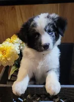AKC Blue Merle Female Mixed Eyes -Polly, a female Australian Shepherd for sale in Gainesboro, TN – 1 of 1