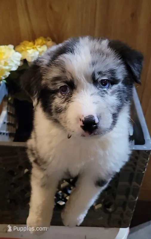 AKC Blue Merle Male Blue Eyes -Piper – Australian Shepherd puppy for sale in Gainesboro, TN