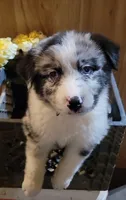 AKC Blue Merle Male Blue Eyes -Piper, a male Australian Shepherd for sale in Gainesboro, TN – 1 of 1