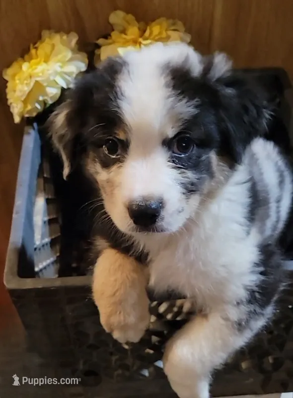 AKC Blue Merle Male Brown Eyes -PILOT – Australian Shepherd puppy for sale in Gainesboro, TN
