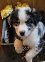 AKC Blue Merle Male Brown Eyes -PILOT, a male Australian Shepherd for sale in Gainesboro, TN – 1 of 1