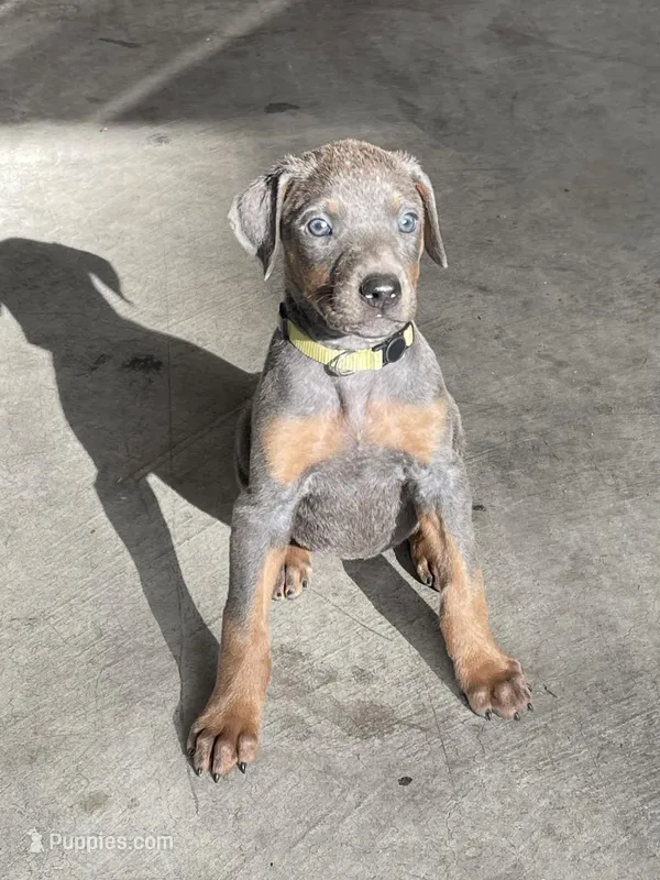 Yellow  – Doberman Pinscher puppy for sale in Stockton, CA