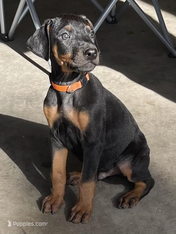 Orange  – Doberman Pinscher puppy for sale in Stockton, CA