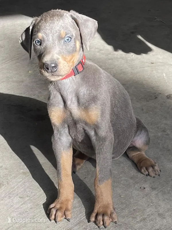 red  – Doberman Pinscher puppy for sale in Stockton, CA