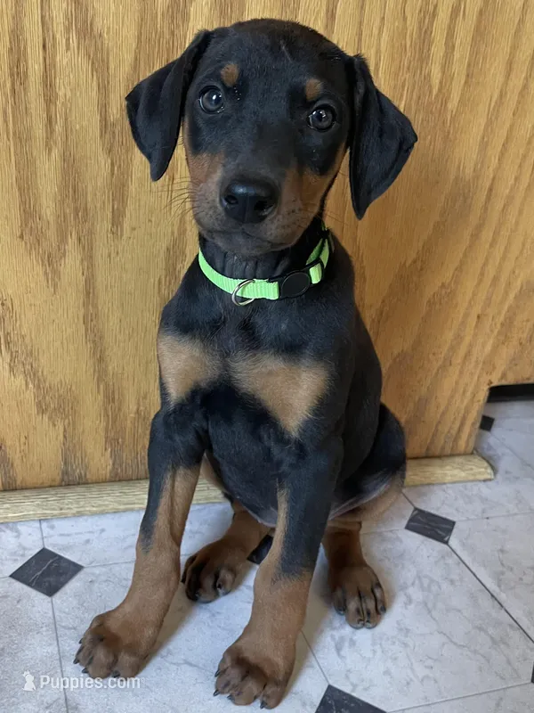 Green  – Doberman Pinscher puppy on hold in Stockton, CA