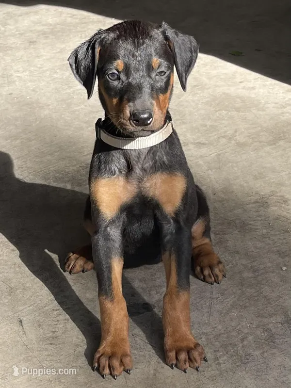 White  – Doberman Pinscher puppy for sale in Stockton, CA