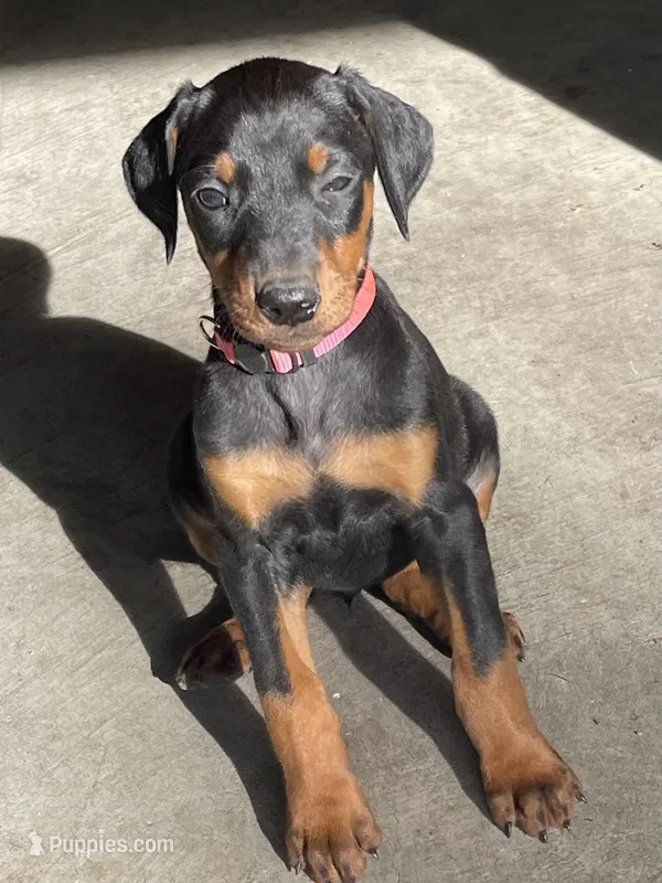 Pink  – Doberman Pinscher puppy for sale in Stockton, CA