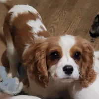 Potsie, a male Cavalier King Charles Spaniel for sale in Stamping Ground, KY – Photo 5 of 10