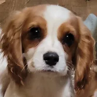 Potsie, a male Cavalier King Charles Spaniel for sale in Stamping Ground, KY – Photo 6 of 10