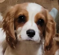 processed/e859e16c-e7a9-46f8-b4b7-7928b570b163/listing/0616922f-6098-4c27-a39c-4098d7cd980c/50b2374e-f464-4e1b-b929-636a3496b7b4