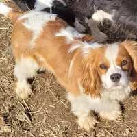 Potsie, a male Cavalier King Charles Spaniel for sale in Stamping Ground, KY – Photo 2 of 10