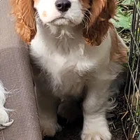 Potsie, a male Cavalier King Charles Spaniel for sale in Stamping Ground, KY – Photo 9 of 10