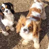 Potsie, a male Cavalier King Charles Spaniel for sale in Stamping Ground, KY – Photo 3 of 10