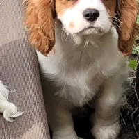 Potsie, a male Cavalier King Charles Spaniel for sale in Stamping Ground, KY – Photo 10 of 10