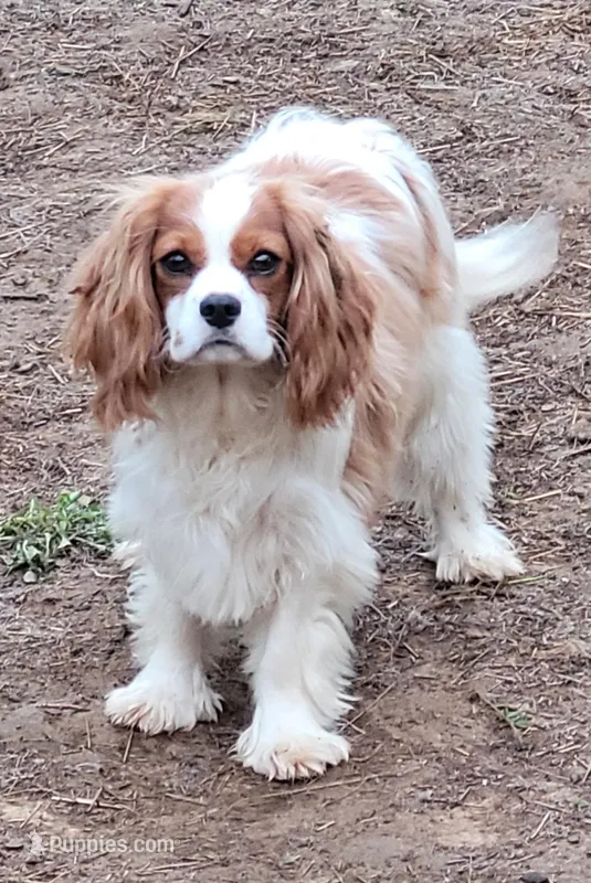 Potsie – Cavalier King Charles Spaniel puppy for sale in Stamping Ground, KY