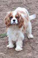 Potsie, a male Cavalier King Charles Spaniel for sale in Stamping Ground, KY – 1 of 9