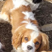 Potsie, a male Cavalier King Charles Spaniel for sale in Stamping Ground, KY – Photo 4 of 10