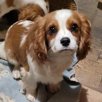 Potsie, a male Cavalier King Charles Spaniel for sale in Stamping Ground, KY – Photo 8 of 10