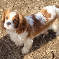 Potsie, a male Cavalier King Charles Spaniel for sale in Stamping Ground, KY – Photo 1 of 10