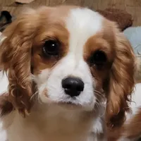 Potsie, a male Cavalier King Charles Spaniel for sale in Stamping Ground, KY – Photo 7 of 10