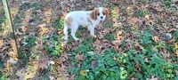Laverne, a female Cavalier King Charles Spaniel for sale in Stamping Ground, KY – Photo 7 of 7