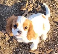 Laverne, a female Cavalier King Charles Spaniel for sale in Stamping Ground, KY – Photo 1 of 7