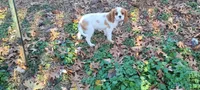 Laverne, a female Cavalier King Charles Spaniel for sale in Stamping Ground, KY – Photo 2 of 7