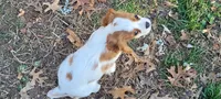 Laverne, a female Cavalier King Charles Spaniel for sale in Stamping Ground, KY – Photo 4 of 7