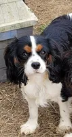 Snoopy, a male Cavalier King Charles Spaniel for sale in Stamping Ground, KY – 1 of 3