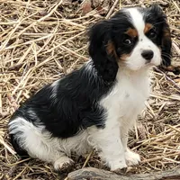 Snoopy, a male Cavalier King Charles Spaniel for sale in Stamping Ground, KY – Photo 2 of 2