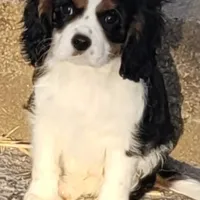 Snoopy, a male Cavalier King Charles Spaniel for sale in Stamping Ground, KY – Photo 1 of 2
