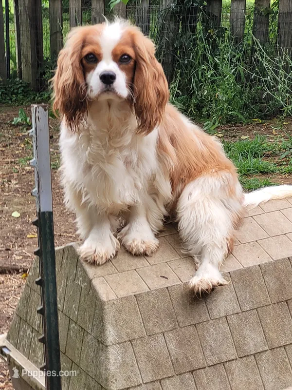 Potsie – Cavalier King Charles Spaniel puppy for sale in Stamping Ground, KY