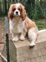 Potsie, a male Cavalier King Charles Spaniel for sale in Stamping Ground, KY – 1 of 6